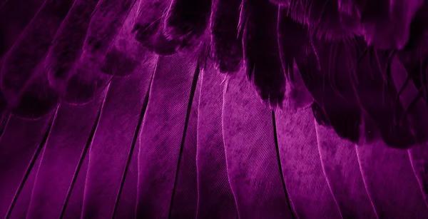 紫鸟羽鸽宏观照片 纹理或背景 — 图库照片