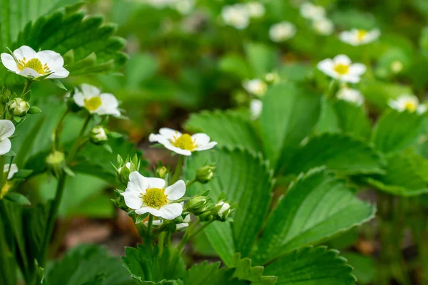 stock image white strawberry flowers on a green background