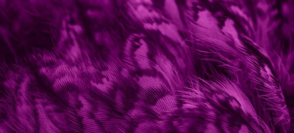 Violet Feathers Owl Visible Details — 图库照片
