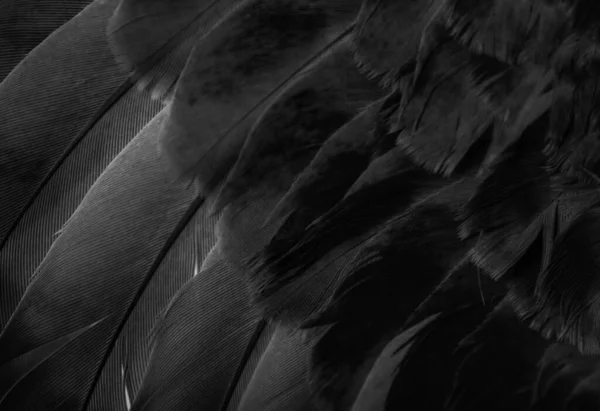 黑色羽鸽宏观照片 纹理或背景 — 图库照片