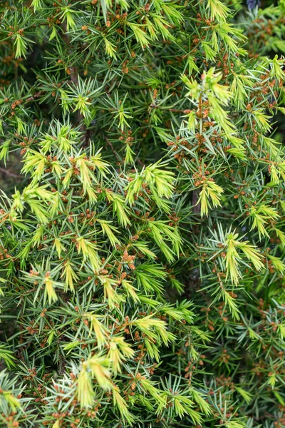 Zielone Gałęzie Jałowca Widocznymi Szczegółami Tło Lub Tekstura — Zdjęcie stockowe