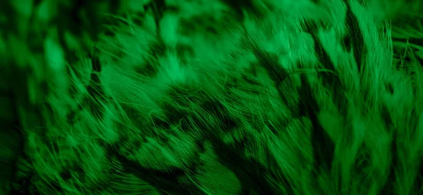 フクロウの緑の羽と目に見える詳細 — ストック写真