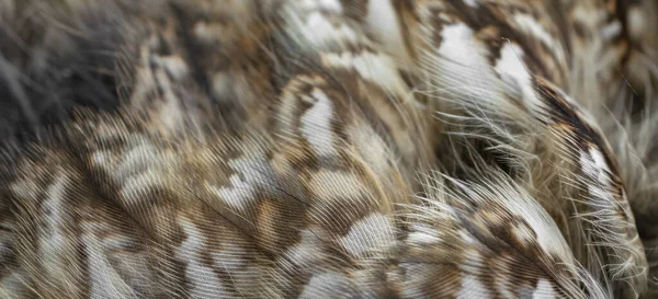 Άσπρα Και Άσπρα Φτερά Της Κουκουβάγιας — Φωτογραφία Αρχείου