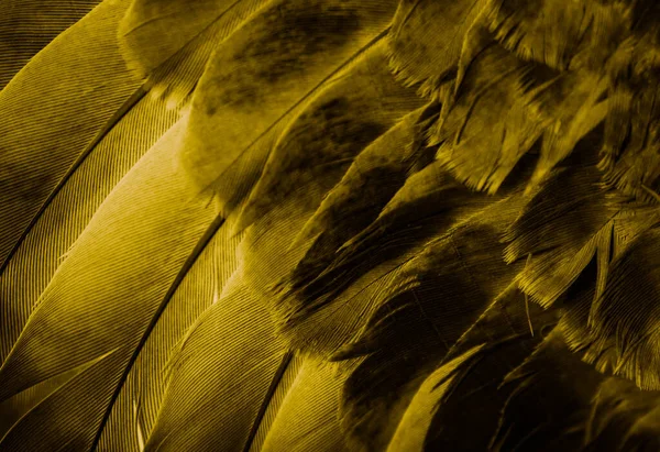 Gold Feather Pigeon Macro Photo Texture Background — Stock fotografie