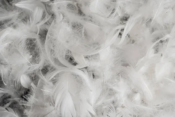 Belas Penas Pato Branco Fundo Textura — Fotografia de Stock