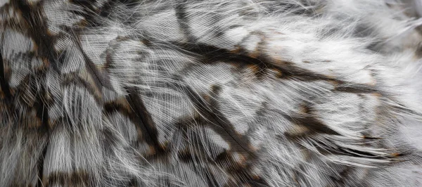 White White Feathers Owl — Foto Stock