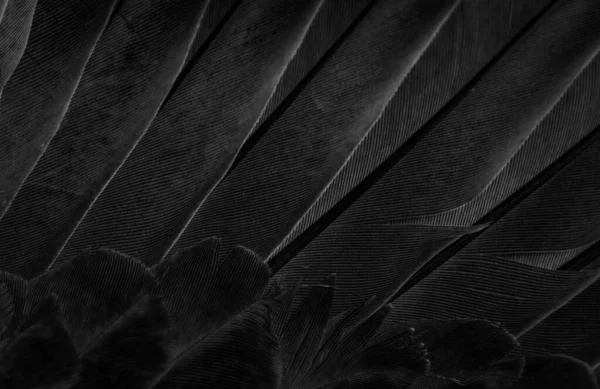 Black Feather Pigeon Macro Photo Texture Background — Fotografia de Stock