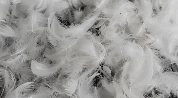 Schöne Weiße Entenfedern Hintergrund Oder Textur — Stockfoto