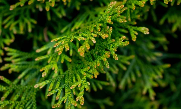 Зеленые Ветки Изумруда Туя Видимой Текстурой — стоковое фото