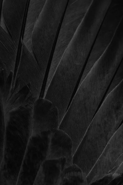 Black Feather Pigeon Macro Photo Texture Background — 图库照片