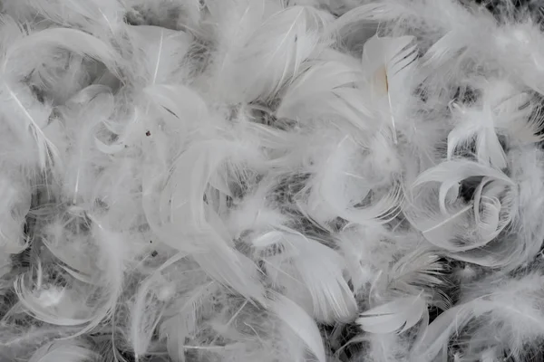 Güzel Beyaz Ördek Tüyleri Arkaplan Veya Doku — Stok fotoğraf