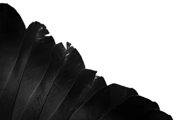 Noir Plume Pigeon Macro Photo Texture Fond — Photo