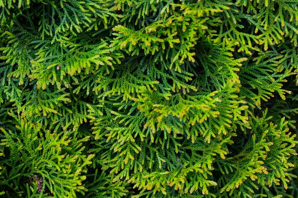緑色のトゥヤエメラルドの小枝と目に見える質感 — ストック写真
