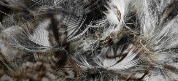 White White Feathers Owl — ストック写真