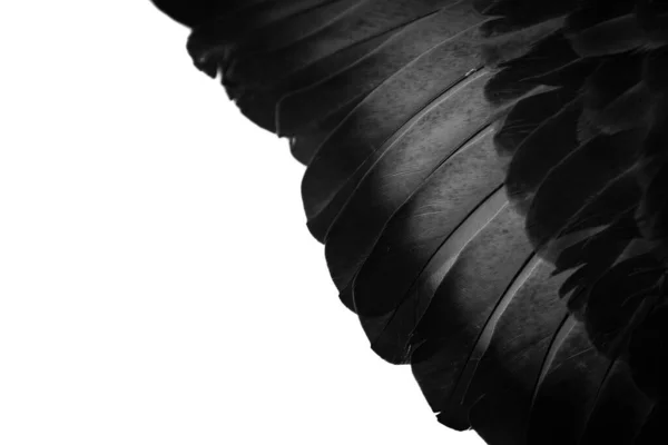 Black Feather Pigeon Macro Photo Texture Background — Stock Photo, Image