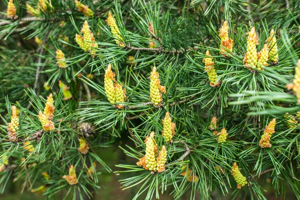 Green Black Pine Knobs Visible Texture — Stock Photo, Image