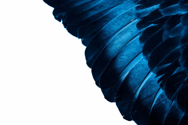 Kék Toll Galamb Makró Fénykép Textúra Vagy Háttér — Stock Fotó