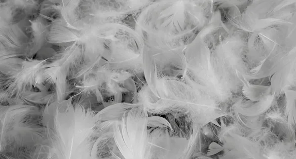 Pěkná Bílá Kachní Peří Pozadí Nebo Textura — Stock fotografie