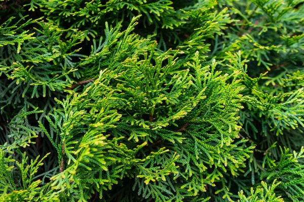Зеленые Ветки Изумруда Туя Видимой Текстурой — стоковое фото