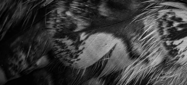 White Black Feathers Owl — Zdjęcie stockowe
