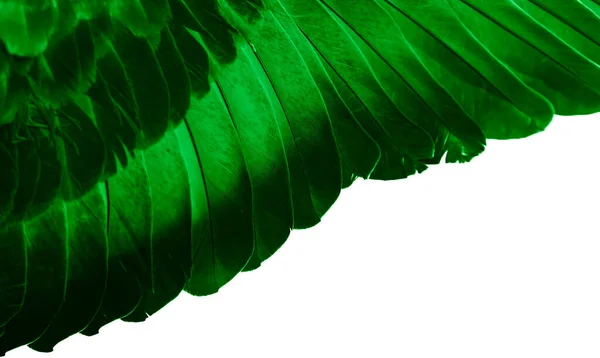 Foto Macro Pombo Pena Verde Textura Fundo — Fotografia de Stock