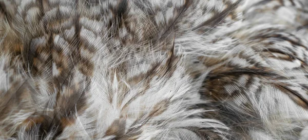 White White Feathers Owl — Photo