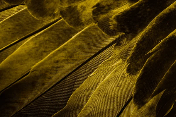Gold Feather Pigeon Macro Photo Texture Background — Fotografia de Stock