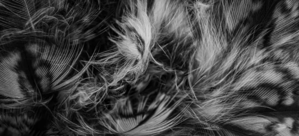 White Black Feathers Owl — Stock Photo, Image