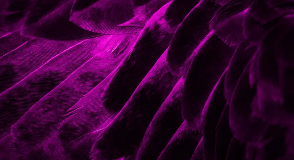 Plume Violette Pigeon Macro Photo Texture Fond — Photo