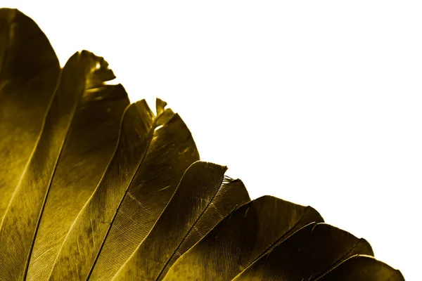 Gold Feather Pigeon Macro Photo Texture Background — ストック写真