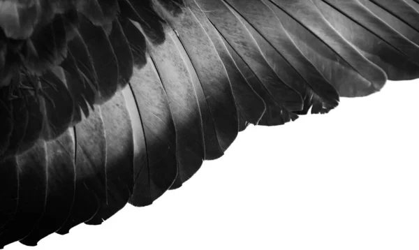 Seray Feather Pigeon Macro Фото Текстура Фон — стоковое фото