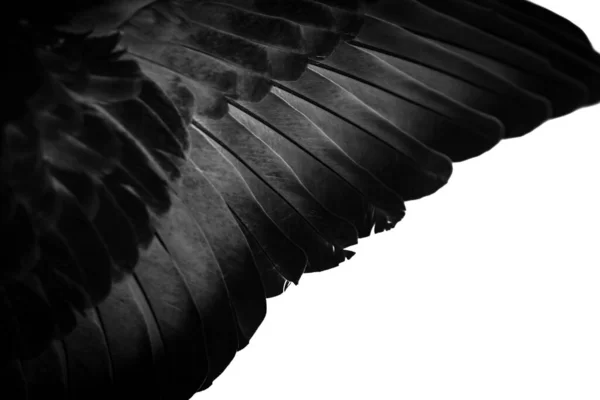 Black Feather Pigeon Macro Photo Texture Background — Stockfoto