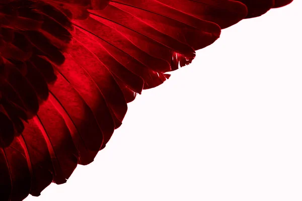 Foto Macro Pombo Pena Vermelha Textura Fundo — Fotografia de Stock