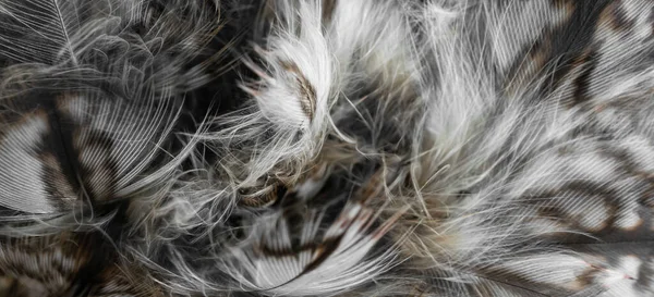 White White Feathers Owl — Foto de Stock