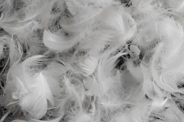 Nice White Duck Feathers Background Texture — Stock Photo, Image