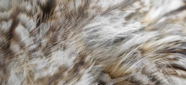 Άσπρα Και Άσπρα Φτερά Της Κουκουβάγιας — Φωτογραφία Αρχείου
