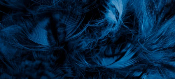 Голубые Перья Совы Видимыми Деталями — стоковое фото