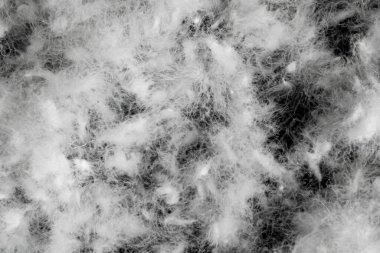 Siyah arka planda beyaz kaz