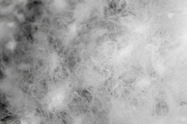 Siyah arka planda beyaz kaz