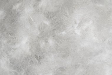 Siyah arka planda beyaz kaz