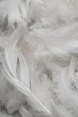 Güzel beyaz ördek tüyleri. arkaplan veya doku