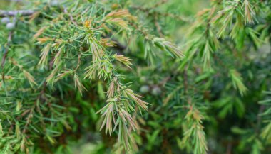 Yeşil ardıç dalları görünür detaylarla dolu. arkaplan veya doku
