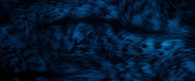 blue  feathers of the owl with visible details
