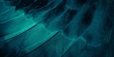 Mavi tüylü güvercin makro fotoğrafı. doku veya arkaplan