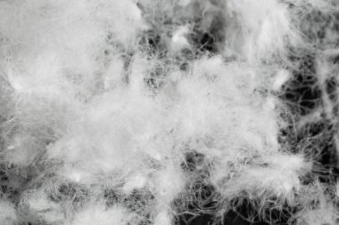 Siyah arka planda beyaz kaz