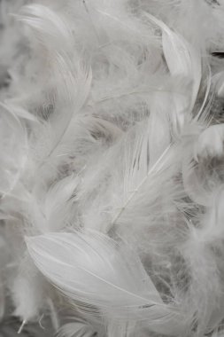 Güzel beyaz ördek tüyleri. arkaplan veya doku