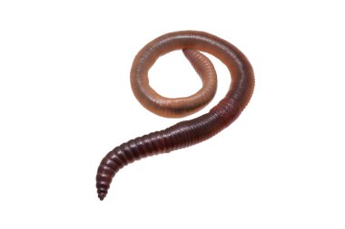 Beyaz izole arkaplanda Lumbricus terrestris