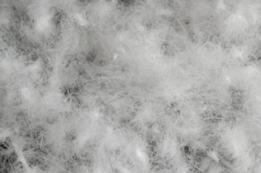 Siyah arka planda beyaz kaz