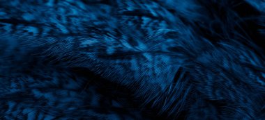 blue  feathers of the owl with visible details