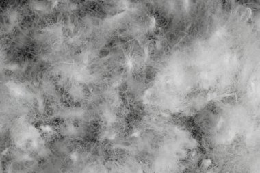 Siyah arka planda beyaz kaz